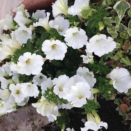 In Trulli 2* ألبيروبيللو